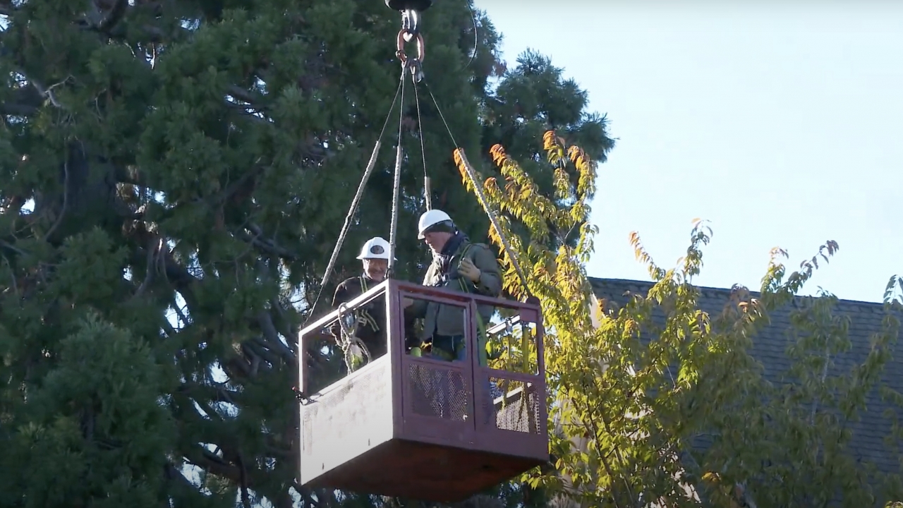 President Jesse Peters is hoisted to the top of the iconic tree.