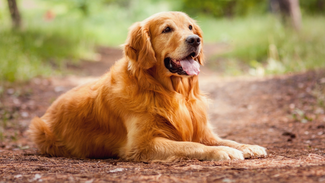 A golden retriever on a trail.